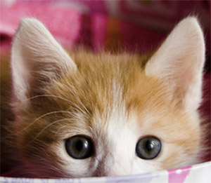gattino